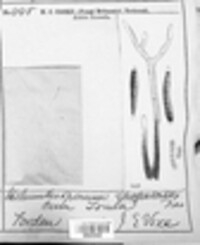 Helminthosporium rhopaloides image